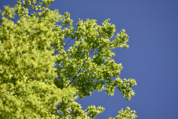 若モミジ　新緑