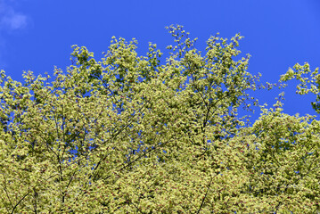 若モミジ　新緑