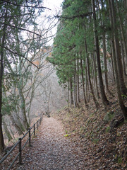 Footpath with wooden fence in the pine forest covered with autumn leaves, Fukiware falls, Numata, Japan