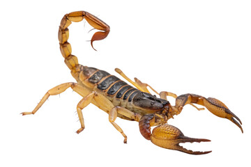 Scorpion. On a transparent background. Png file