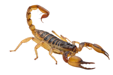 Scorpion. On a transparent background. Png file