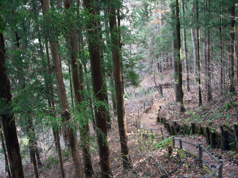 Footpath with wooden fence in the pine forest covered with autumn leaves, Fukiware falls, Numata, Japan