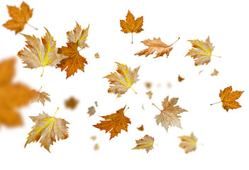 leaf leaves dry autumn leaving flying cut out  3d rendering