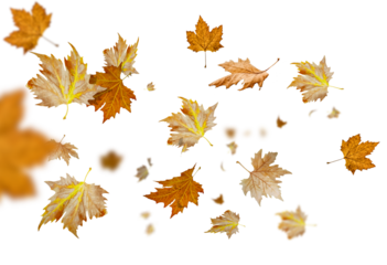 leaf leaves dry autumn leaving flying cut out  3d rendering