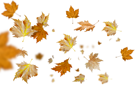 leaf leaves dry autumn leaving flying cut out  3d rendering