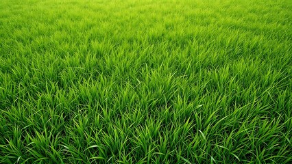 Realistic green grass lawn seamless pattern, texture tile