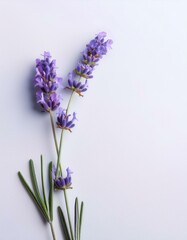 Fototapeta premium シンプルな白背景に淡いラベンダー、柔らかなグラデーションで春の息吹を感じる 