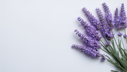 Fototapeta premium ラベンダーの花がひとひら、白い背景と柔らかなグラデーションの美しい調和 