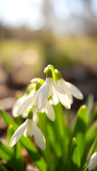 Fototapeta premium Spring snowdrops flower. Early spring close-up flowers with bright sunlight, Diffused lighting, with white tones