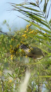 Paloma en un arbol con flores amarillas