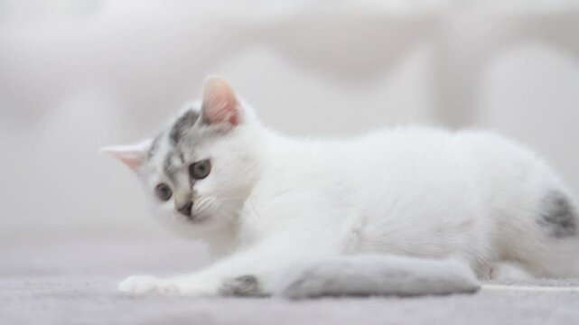 子猫