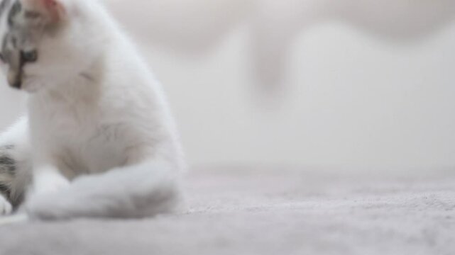 子猫