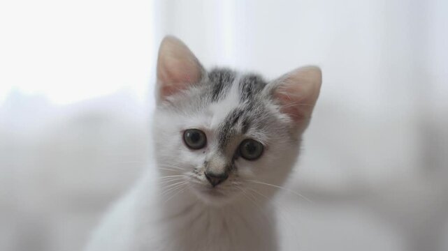 子猫