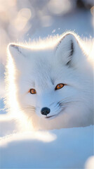 A close-up photo of a white snow fox in the snow