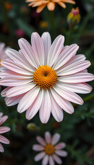 Obraz premium Summer flowery closeup of a flower pattern in nature, blooming plant beauty petal daisy blossom, pop-art, with white tones