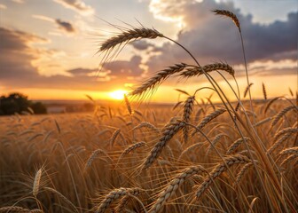 Golden Wheat Stalks Illuminated by Sunset Glow - Beautiful Harvest Scene