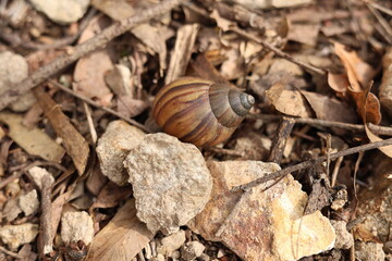 A snail shell