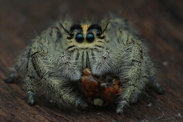 potrait close-up eating hyllus diardi female, 27 December 2024 Indonesia