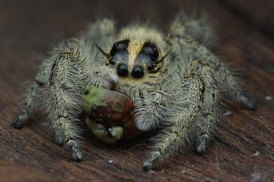 potrait close-up eating hyllus diardi female, 27 December 2024 Indonesia