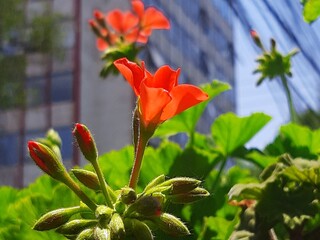 Beautiful orange flowers in the middle of the city, Hermosas flores de color naranja en medio de la ciudad 500