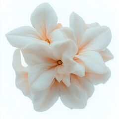 Elegant Cream Arabian Jasmine Blossom  Close up  Soft Lighting  Floral Beauty  Nature Phot