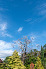 Obraz premium 秋晴れの青空に美しい木々 京都府立植物園