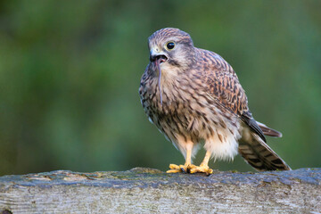female kestrel, Falco tinnunculus, as she perches on a wooden fence. Protruding from her mouth is the tail of a small rodent she has been feeding on 