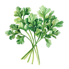 Retro Pastel Illustration of Fresh Cilantro Bunch with Lush Green Leaves for Culinary and Botanical Use