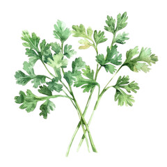 Beautiful Pastel Illustration of Fresh Coriander Herb with Lush Green Leaves