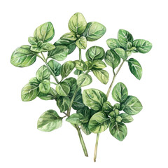 Vintage Pastel Illustration of Fresh Oregano Leaves with Stylish Retro Aesthetic for Herbal and Culinary Designs