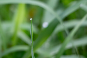 葉っぱの先端に朝露の水滴