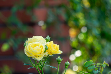 太陽の光に輝く白と黄色のバラ