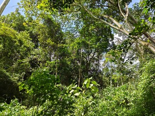 Fototapeta premium Bosque con árboles altos y vegetación de la flora tropical de Venezuela