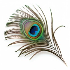 Fototapeta premium peacock feather isolated on white