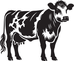 Black and white cow