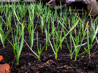 young green garlic in the garden