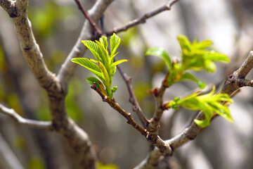 Spring in detail: a close-up of an elm branch with fresh green leaves opening. Macro photography in the park: a tree with its first delicate foliage. Awakening of nature on the Montenegrin coast.