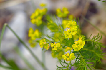 Flowers in the Montenegrin mountains in spring: a close-up photo of a Euphorbia inflorescence with a black beetle. Blooming spurge on Mount Orjen: small yellow-green flowers and petal-like bracts