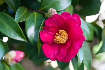 濃いピンクのサザンカの花