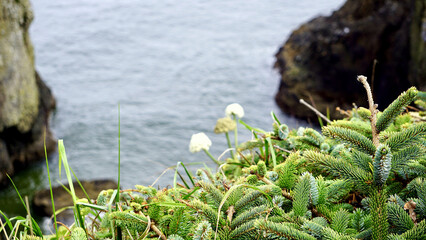 Closeup of native pine leaf shrubs along the Oregon Coast