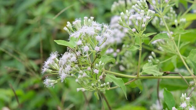 Herbs flower of Siam weed, Bitter bush, Christmas bush or Devil weed (Chromolaena odorata plant) 