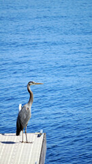 Closeup of a Large heron sitting on a dock on lake Washington Seattle