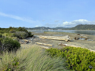 driftwood beach along the Oregon coast
