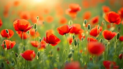 Fototapeta premium Poppy field, Remembrance day, Memorial Anzac day banner.