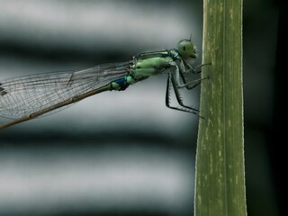 Close-Up of Green Damselfly with Detailed Wings and Body on Plant Stem