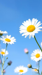 Beautiful spring background with daisies flowers on blue sky. Easter banner design, space for text. macro shot, copy spase, bokeh effect, sticker style, with white tones