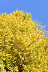 静岡県熱海市　熱海梅園の紅葉