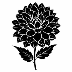 create dahlia flower  black silhouette white background