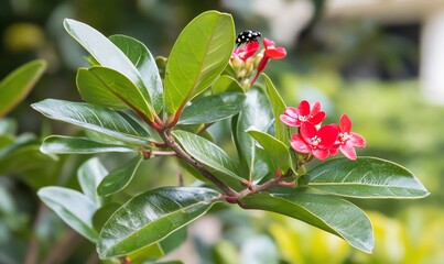 A close-up of vibrant red flowers and lush green leaves.
