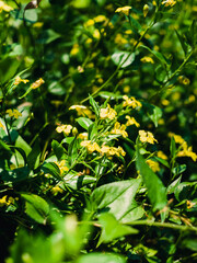 Obraz premium Yellow flowers in the garden